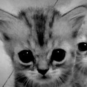 Meet your Posher, Gabriel